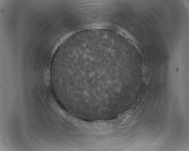 X0000069390012200605150955