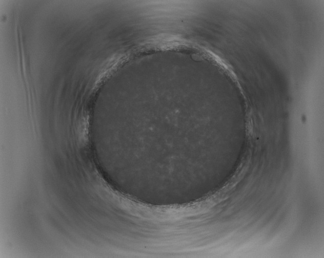 X0000069390018200605150955