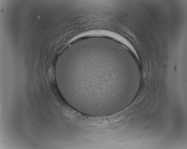 X0000069390029200605150954