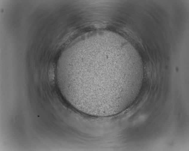 X0000069390032200605150954