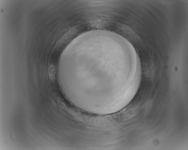 X0000069390036200605150954