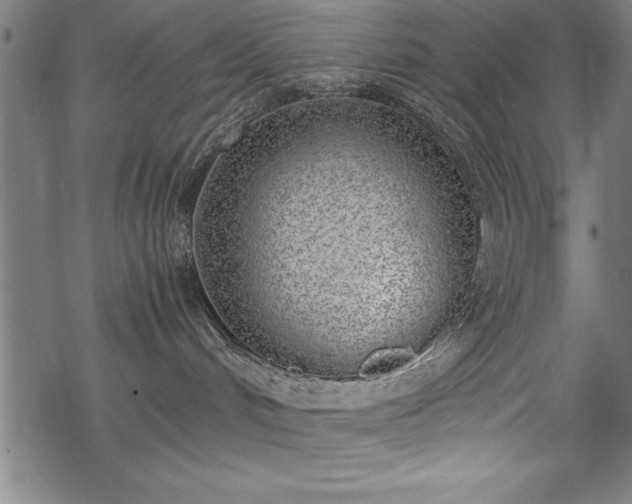 X0000069390048200605150954