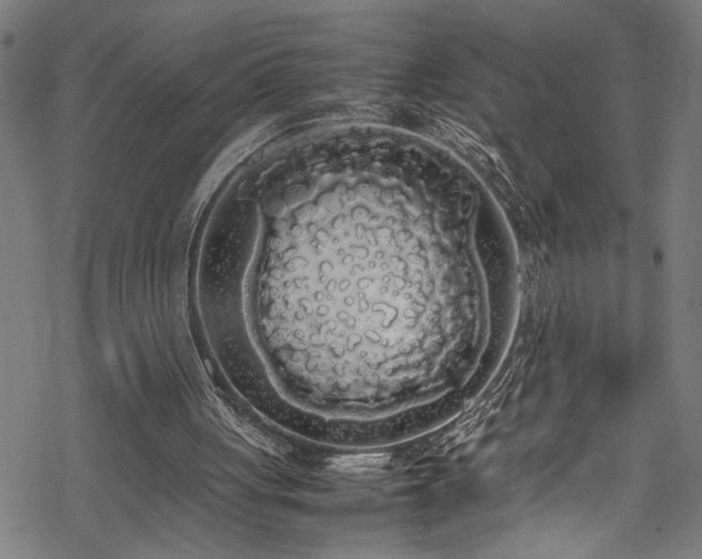 X0000069390051200605150953