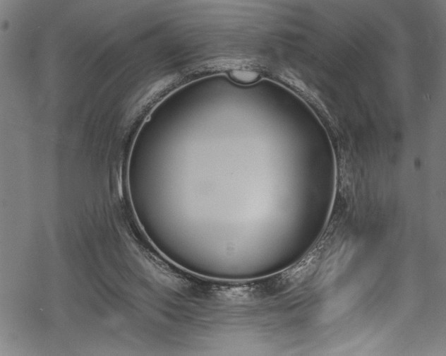 X0000069390062200605150954