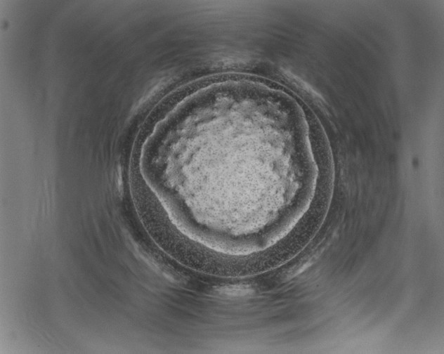 X0000069390067200605150954