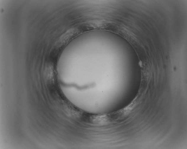 X0000069390132200605150953