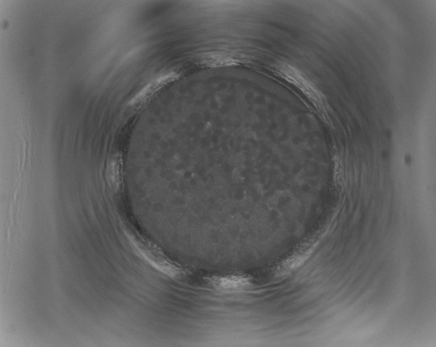 X0000069390165200605150952