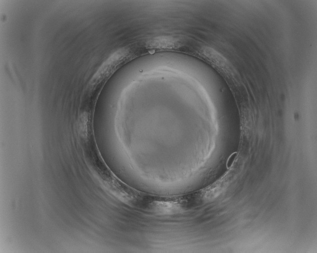 X0000069390167200605150952