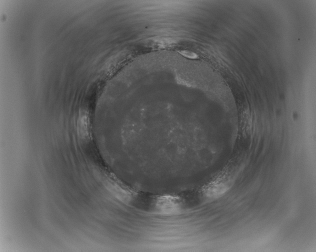 X0000069390222200605150951