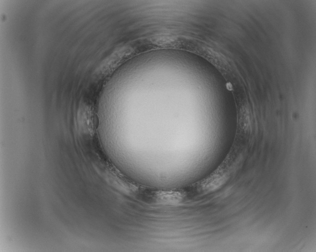 X0000069390234200605150951