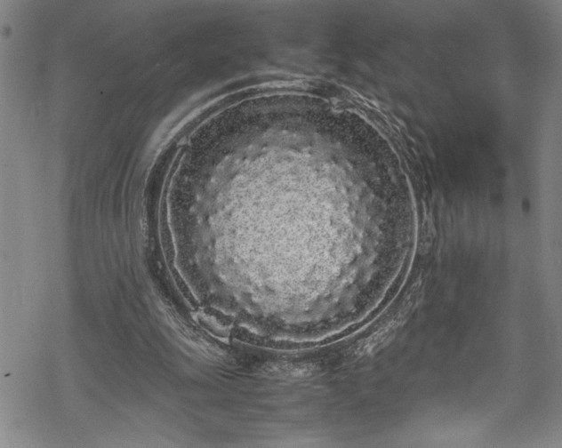 X0000069390247200605150950