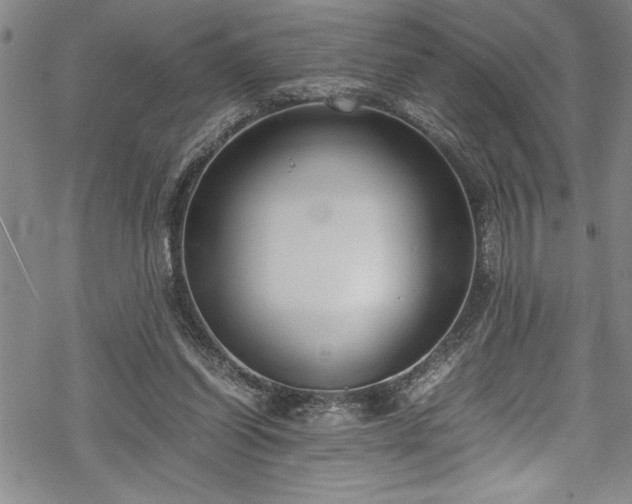 X0000069390254200605150950