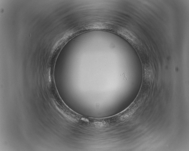 X0000069390302200605150950