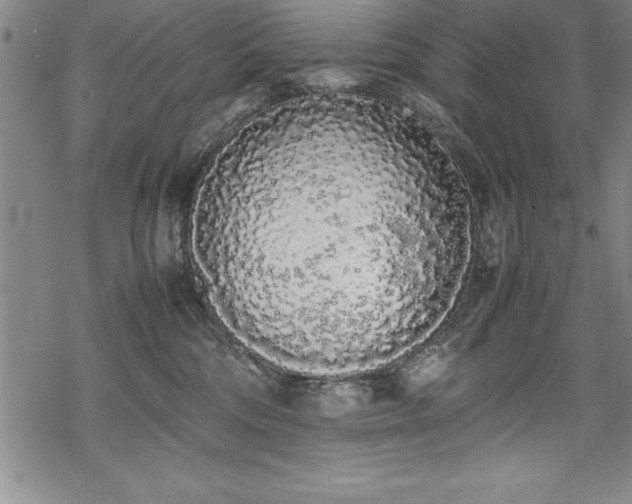 X0000069390330200605150949