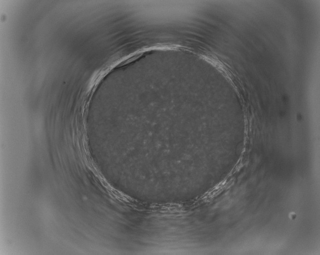 X0000069390337200605150949