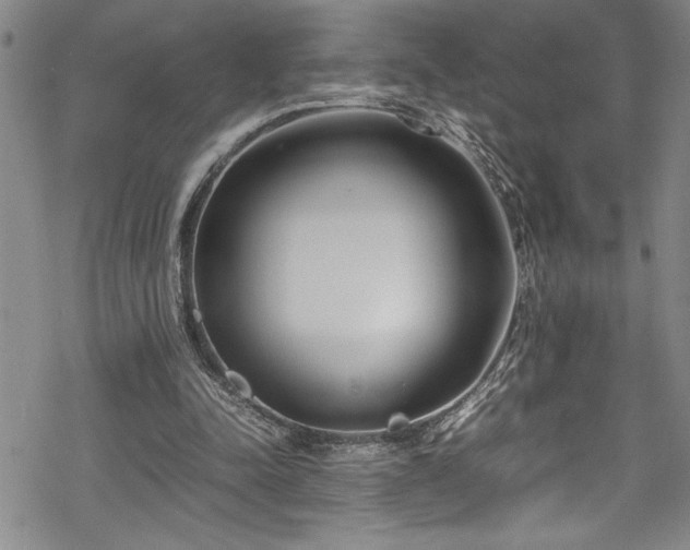 X0000069390342200605150949