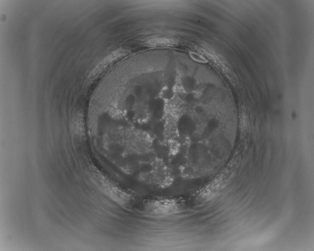 X0000069390353200605150949