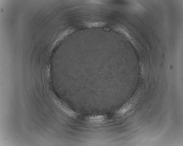 X0000069390357200605150949