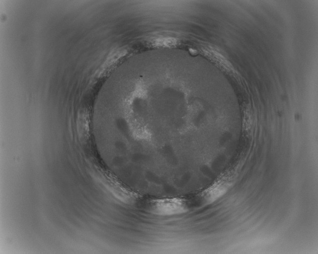 X0000069390363200605150949