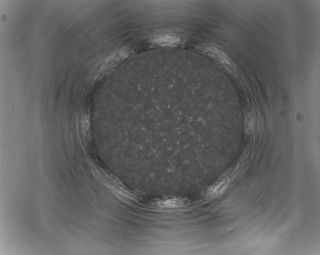 X0000069390365200605150949