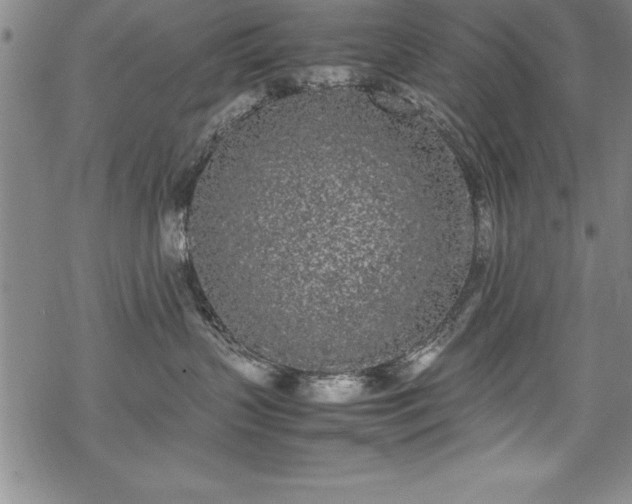 X0000069390383200605150949