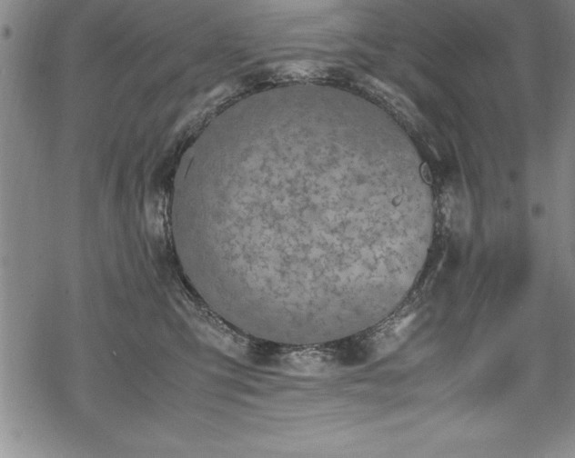 X0000069390423200605150948