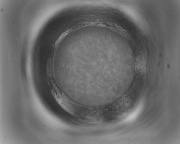 X0000069390431200605150948