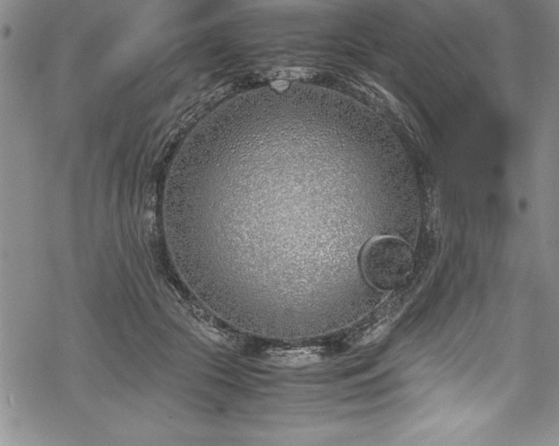 X0000069390553200605150946