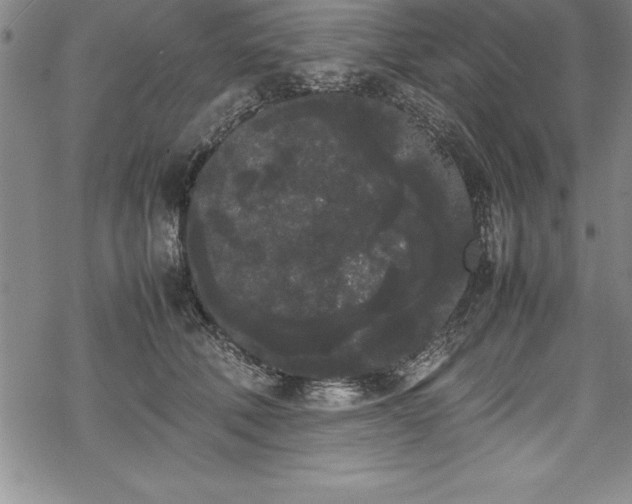 X0000069390610200605150945