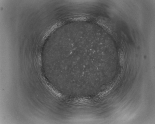 X0000069390729200605150942