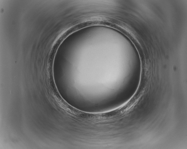 X0000069390783200605150942