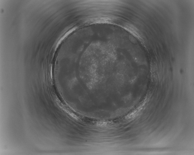 X0000069390790200605150942