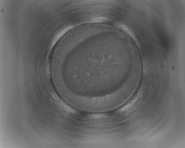 X0000069390835200605150941