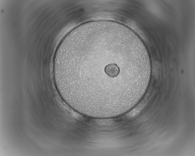 X0000069390856200605150941