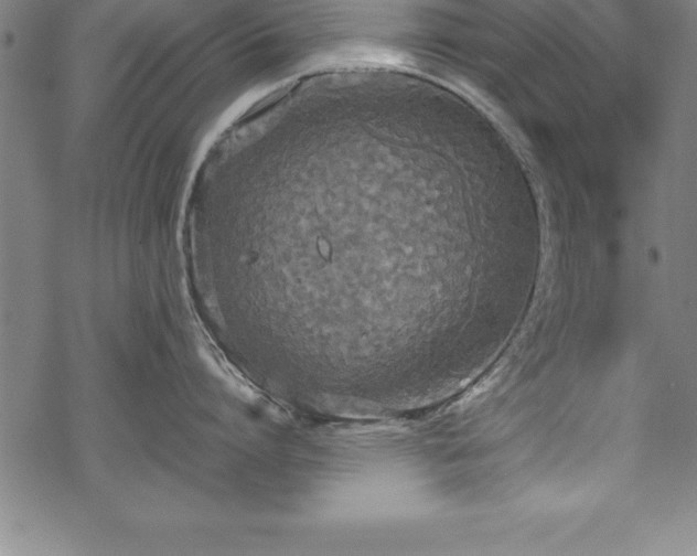 X0000069390864200605150941