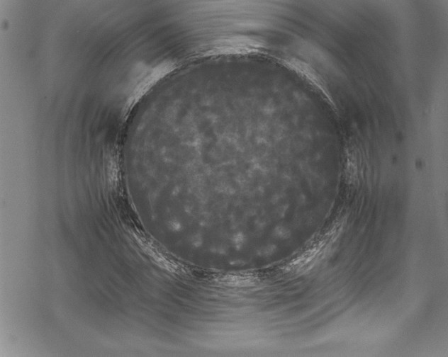 X0000069390874200605150940