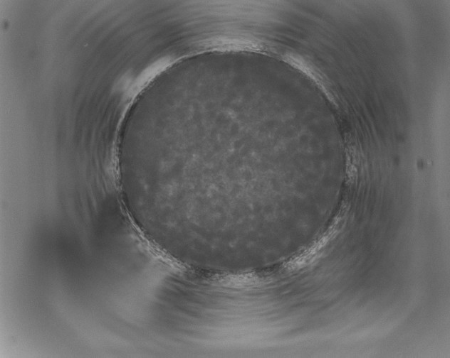 X0000069391074200605150937