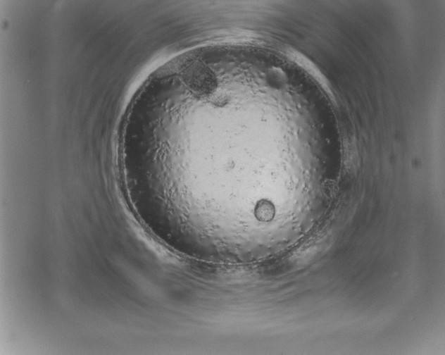 X0000069391099200605150937