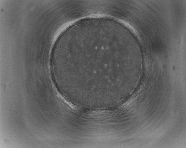 X0000069391327200605150933