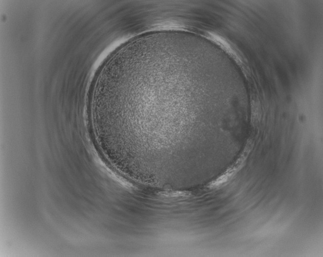 X0000069391331200605150933