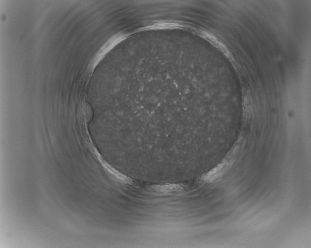 X0000069391425200605150931