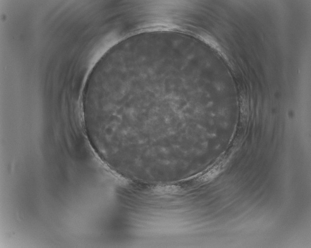 X0000069391466200605150930