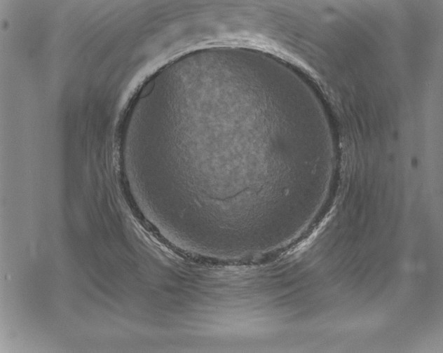 X0000069391506200605150930