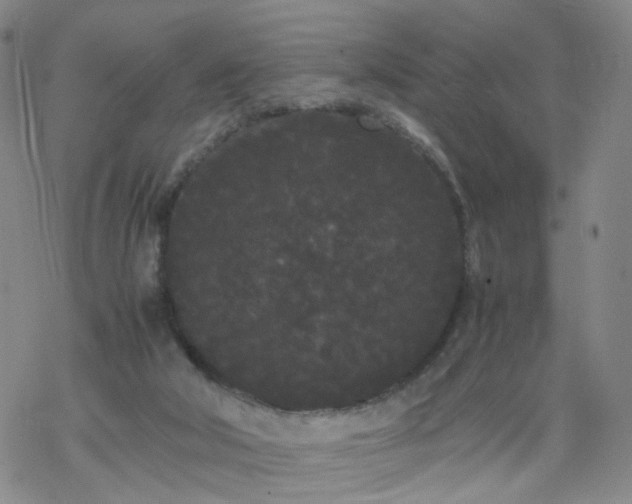 X0000069390018200605192225