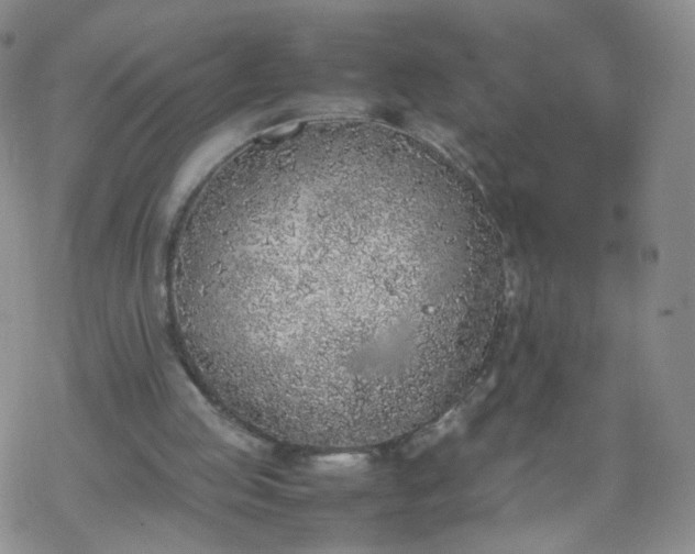 X0000069390053200605192224