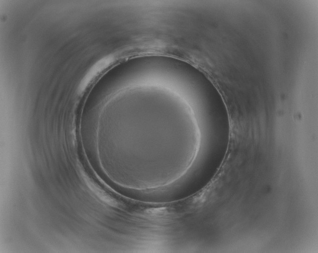 X0000069390054200605192224