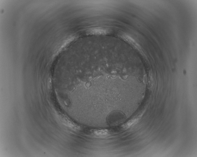 X0000069390355200605192219