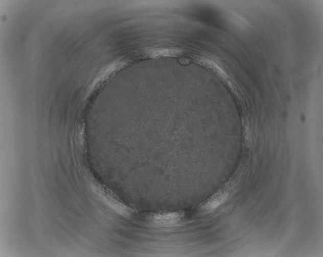 X0000069390357200605192219