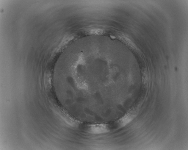 X0000069390363200605192220