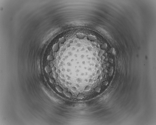 X0000069390398200605192219